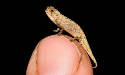 nejmenší chameleon - Brookesia nana