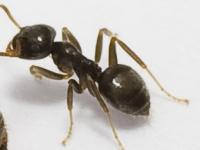 Mravenci v bytě