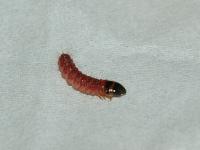 červená larva