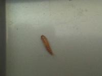 Co to je za larvu?
