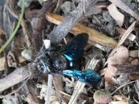 Identifikujte-černý sršňovitý hmyz