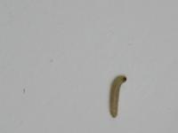larva potravinového mola