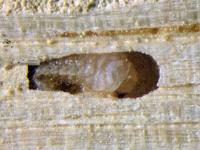 larva červotoče proužkovaného