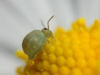 chvostoskok na rostlině