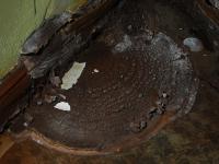 houba dřevomorka domácí