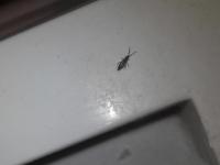 chvostoskok v koupelně