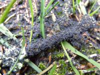 chvostoskok larvěnka obrovská