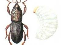 Pilous černý a larva