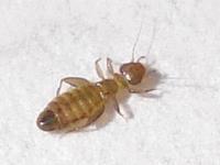 Psocoptera