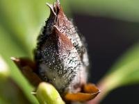 Pycnostysanus azaleae