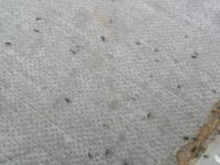 Malý černý rychlý škůdce u dřezu - desítky kusu najednou - ví někdo?