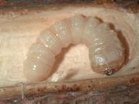Larva tesaříka krovového