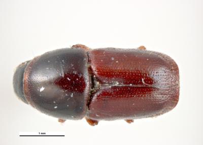 Bělokaz švestkový