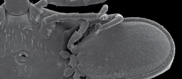 Ixodes angustus